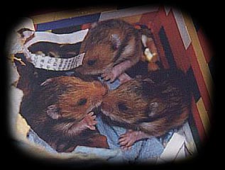 Balus babies