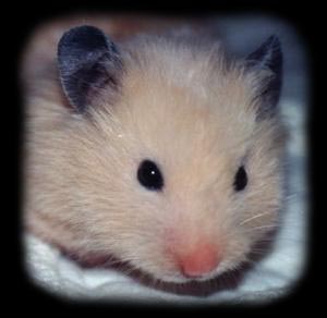 Hamster Balu
