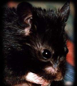 Hamster Simon
